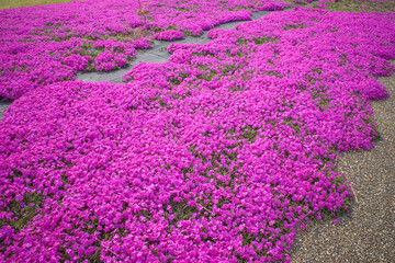 美しい満開の芝桜（東郷湖羽合臨海公園・鳥取県）