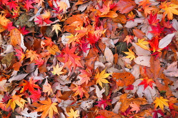 公園の歩道いっぱいに落ちた紅葉と枯れ葉の風景5