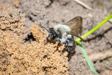The grey-backed mining bee (lat. Andrena vaga), of the family Andrenidae.