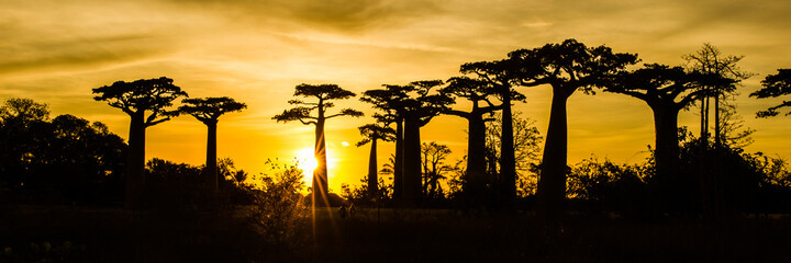 Panoramic view of Avenue of the Baobabs with leaves during the golden sunset with clouds above ...