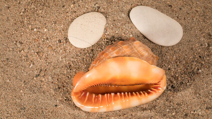 Muschel und Steine als Gesicht