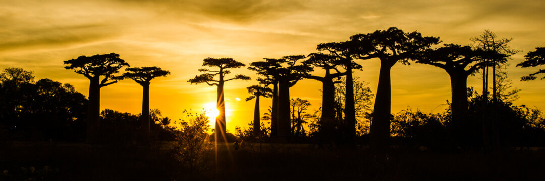 Panoramic view of Avenue of the Baobabs with leaves during the golden sunset with clouds above  near Morondava, Madagascar
