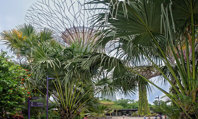 Fototapeta na wymiar Gardens by the Bay. Visitors walk in the park