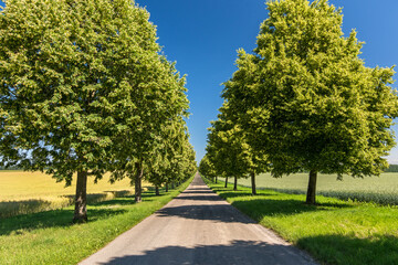 Fototapeta na wymiar Scenic straight avenue with lush green trees in summer in rural landscape