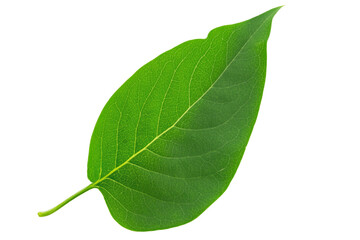 Green lilac leaf on white background. Full depth of field.