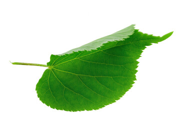 Fototapeta premium Green Linden leaf on white background. Full depth of field.