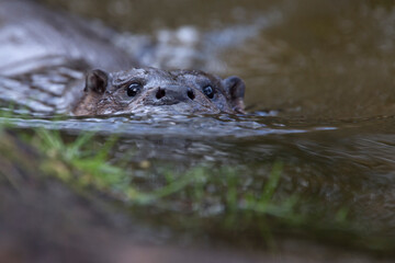 A wild female European Otter (Lutra lutra) swimming towards the cameraman in a river, Norfolk, UK.