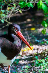 Naklejka premium Portrait of a black stork in green