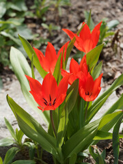 Tulipa praestans 'Zwanenburg' | Tulipes botaniques sauvages  &agrave; fleurs multiples de couleur rouge &eacute;carlate, &eacute;tamines violet-fonc&eacute; dans un feuillage vert &eacute;meraude