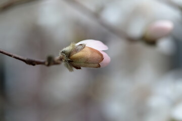Closeup of white Magnolia flower in Spring season.