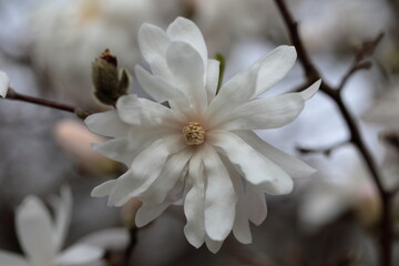 Closeup of white Magnolia flower in Spring season.