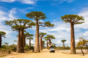 Fototapeta na wymiar Fully loaded car driving through the Alley of the Baobabs with green leaves during the sunny bright hot day with blue sky and white clouds above