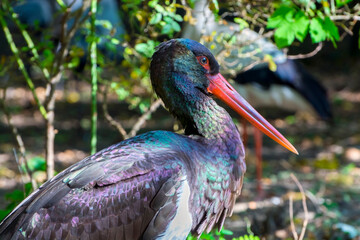 Portrait of a black stork in green