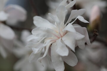 Fototapeta na wymiar Closeup of white Magnolia flower in Spring season.