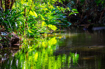 Green plants near the surface of the water on a pond