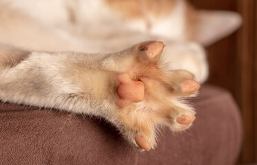 The paw of the cat.