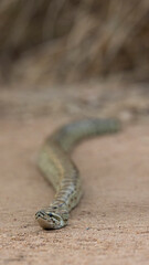 African rock python close up