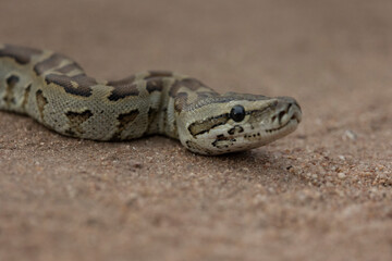 African rock python close up