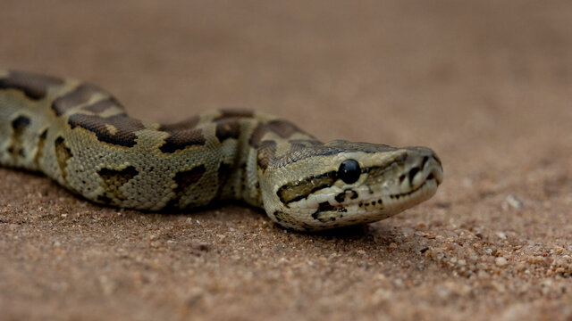African rock python close up