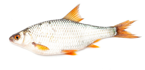 Redfin fish isolated on white background.