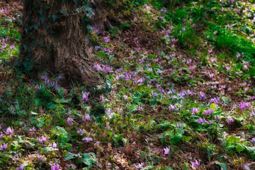 Obraz premium 春の柔らかな日差しを受けて輝く、カタクリの花の群生