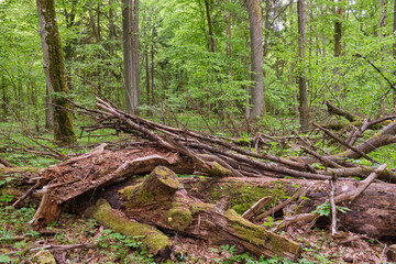 Rich deciduous stand in spring with broken maple tree