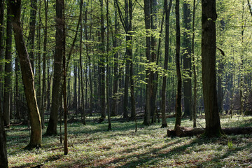Hornbeam tree deciduous forest in spring