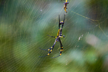 Golden orb-web spider on the web