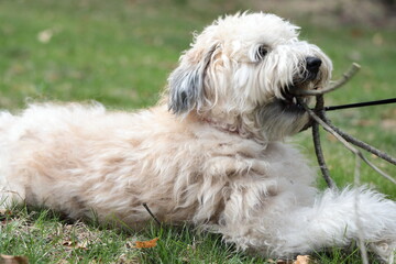 A soft Coated Wheaten Terrier