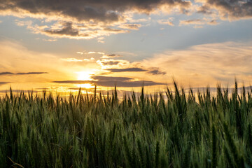 美瑛町の麦畑と夏の朝焼け空
