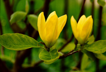 Yellow magnolia flowers