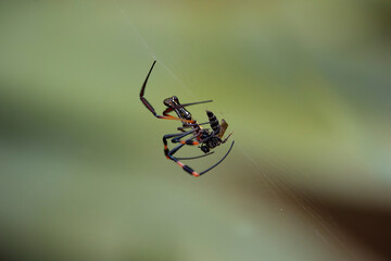 Red orb-web spider on the web
