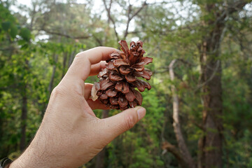 A hand holding pinus merkusii  cone on nature background. pine cone.