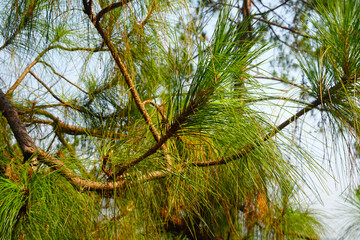 pinus merkusii on nature.  Outdoor ornamental, wood is used in construction and interior furniture.