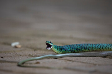 Spotted bush snake feeding on a lizard