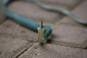 Spotted bush snake feeding on a lizard
