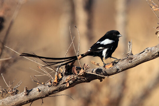 The magpie shrike (Urolestes melanoleucus), also known as the African long-tailed shrike on the branch in the yellow dry savannah.