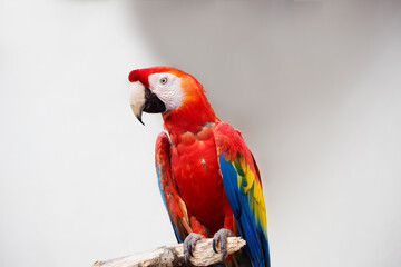 Red macaw parrot.
 The plumage is painted in bright red, the feathers above the tail and the lower part of the wings are blue, the beak is beautiful and massive with a curved shape.