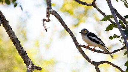 A white crested helmet shrike