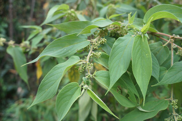Obraz premium Green Trema orientalis (L.) Blume, Celtis commersonii Brongn., C. discolor Brongn., C. glomerata Hochst. on nature, Medicinal plants, Benefit from the forest.