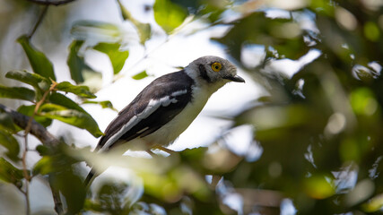 A white crested helmet shrike