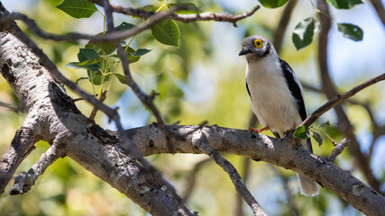 Fototapeta premium A white crested helmet shrike