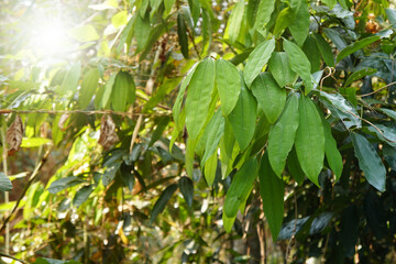 Green Cinnamon leaves on tree. Cinnamomum iners Reinw. ex Blume. Medicinal plants, Benefit from the...
