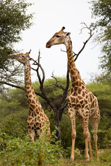 Towering giraffes in the wild