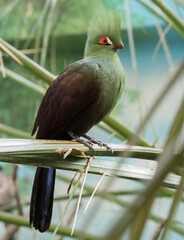 Turako bird.
 A bird with a long tail, green color of medium size. It lives in the forests of Africa. It feeds on juicy fruits.
