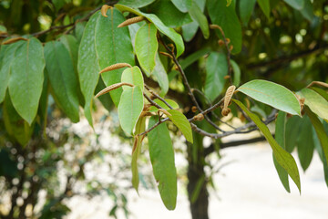 Green Mitrephora winitii leaves on nature. The tree with fragrant flowers is the only outstanding native plant in Thailand.