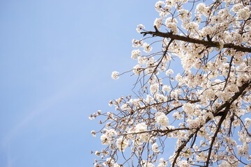 Beautiful cherry blossom, Sakura, in spring time over blue sky in Osaka prefecture, Japan. Copy space, Closeup - 桜の花 大阪 日本
