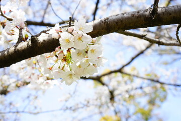 Beautiful white cherry blossom, Sakura, with defocused background during spring time in Osaka prefecture, Japan. Copy space, Closeup - 桜の花 大阪 日本