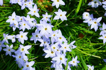 White little flowers, Ipheion uniflorum - 花ニラ (花韮) 紫色の花
