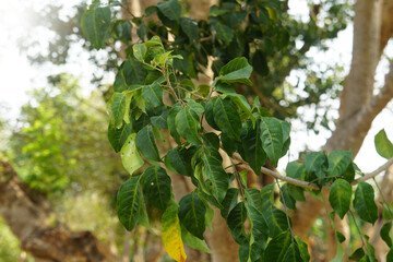 Green leaves of Arfeuillea arborescens Pierre.  Thai herbaceous perennials. Medicinal plants.